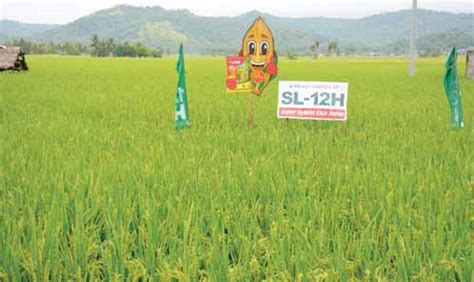 jackpot hybrid rice characteristics|Hybrid Rice for the Modern Filipino Farmer – .
